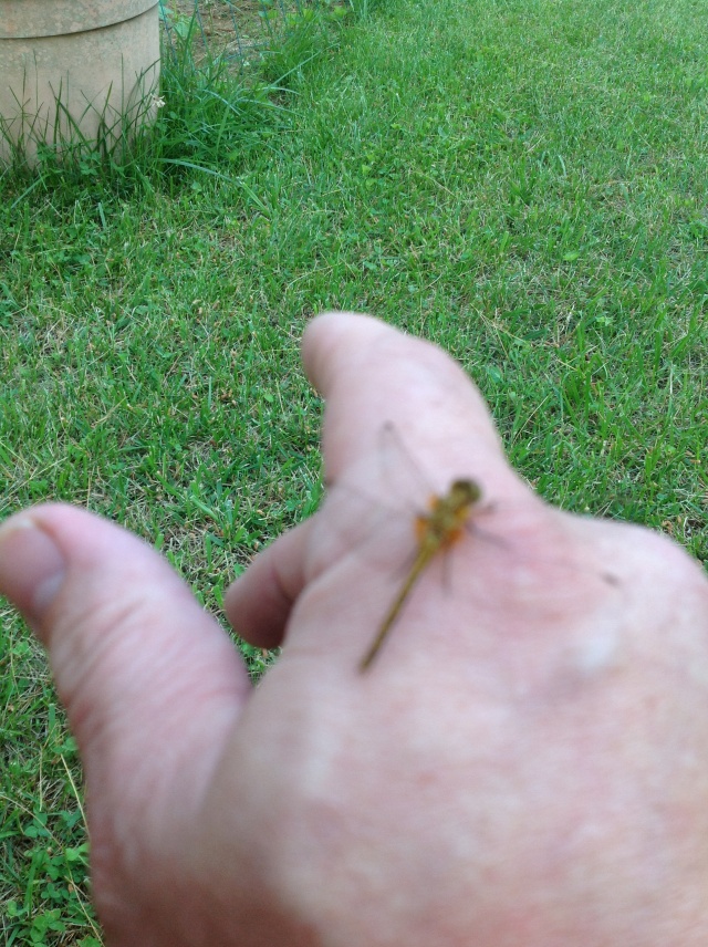 Orange dragonfly landed on me while taking pictures